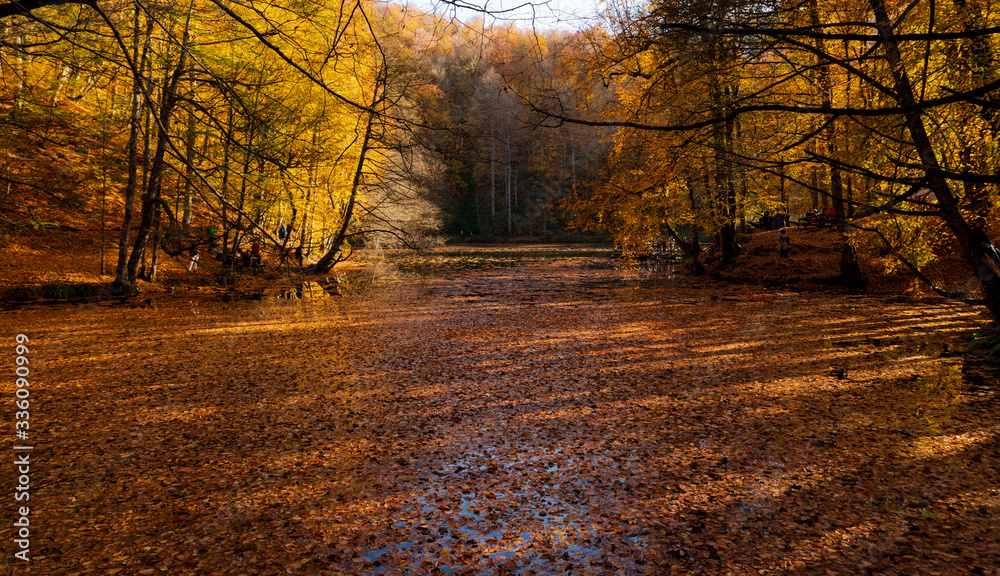 Obraz premium Autumn in the Forest
