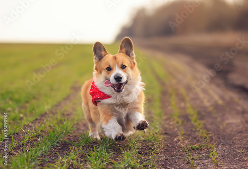 beautiful red Corgi dog puppy Pembroke runs merrily along the summer road on a Sunny day