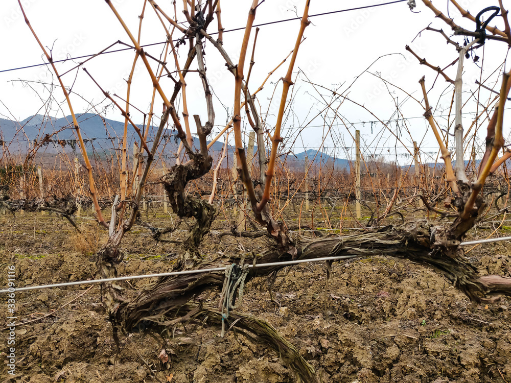 vine in winter without leaves, the fild is next to the mountain vine in winter without leaves, the fild is next to the mountain