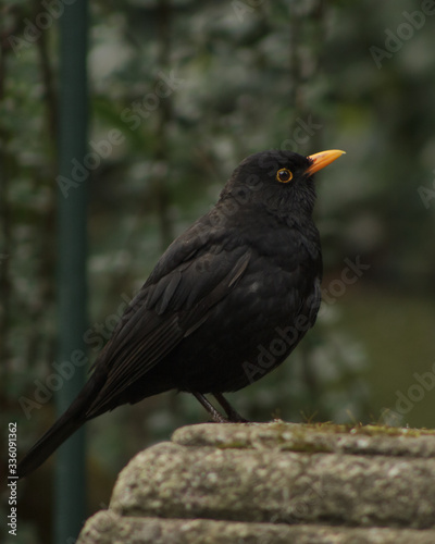 With its distinctive colouring and melodic singing the Blackbird is a popular visitor to our gardens and thankfully a decline in population has now been halted and the numbers are increasing © Richard
