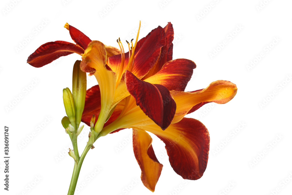 Inflorescence with buds of multi-colored bright flowers of daylily isolated on a white background.