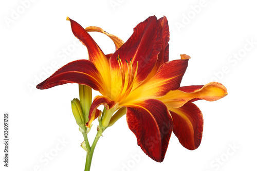 Fototapeta Naklejka Na Ścianę i Meble -  Inflorescence with buds of multi-colored bright flowers of daylily isolated on a white background.