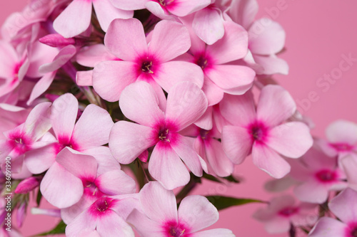 Fragment of an inflorescence of pink phlox similar to sakura isolated on a pink background, macro. © ksi