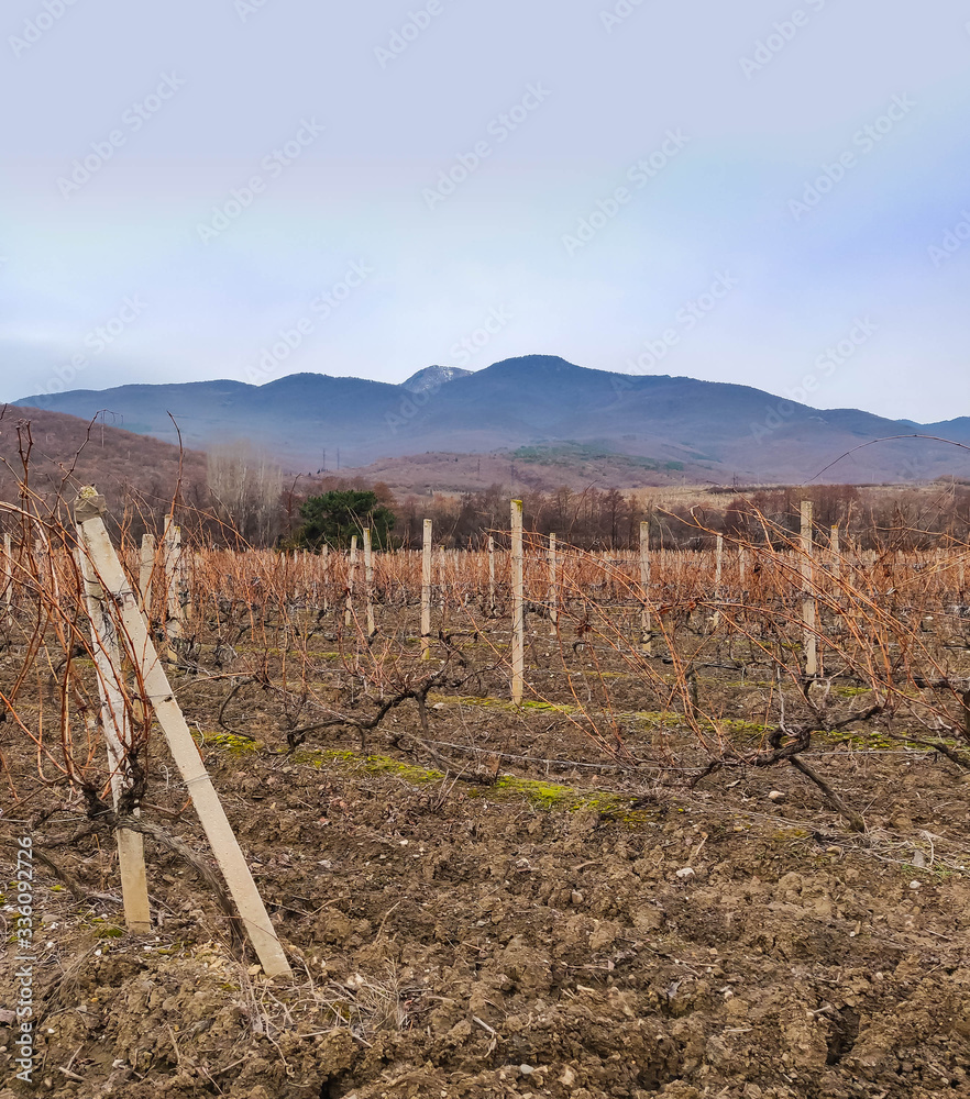 vine in winter without leaves, the fild is next to the mountain