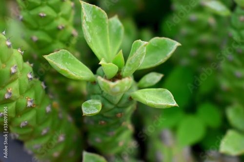 Close Up focus on Green leaves of plant in Cactus family