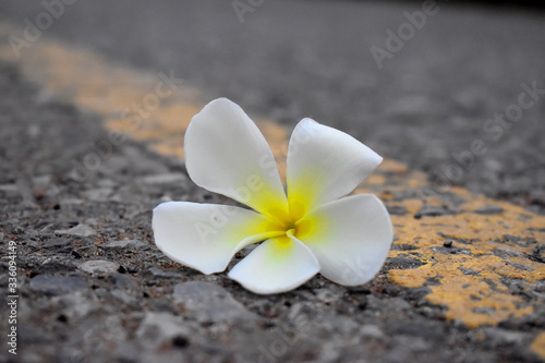 white and yellow flower of Plumeria or Frangipani on road with blurred Background