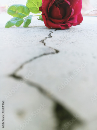 red rose on cracked earth