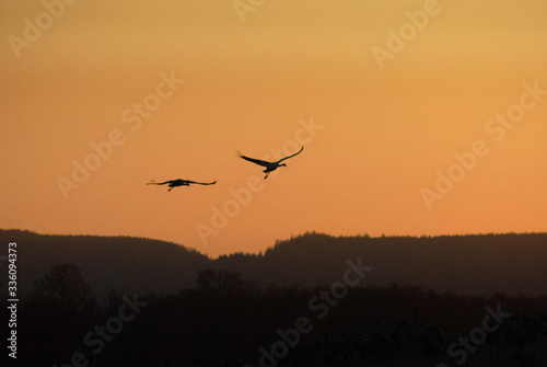 cranes