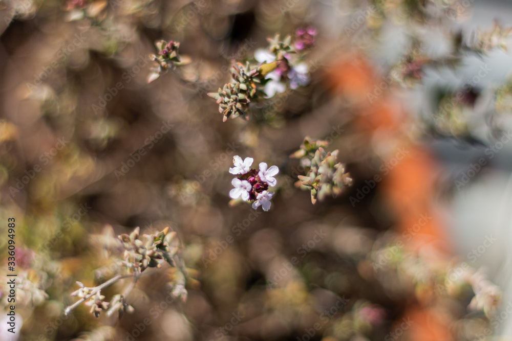 white and pink flower with a background of various flowers
