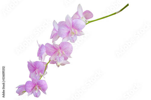 Beautiful orchid flower with isolated on white background and natural 