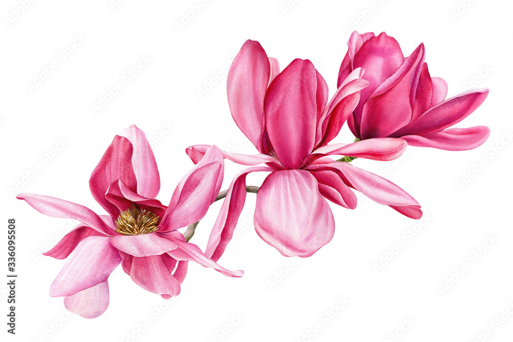 Fototapeta premium branch of pink magnolia on an isolated white background, watercolor flowers