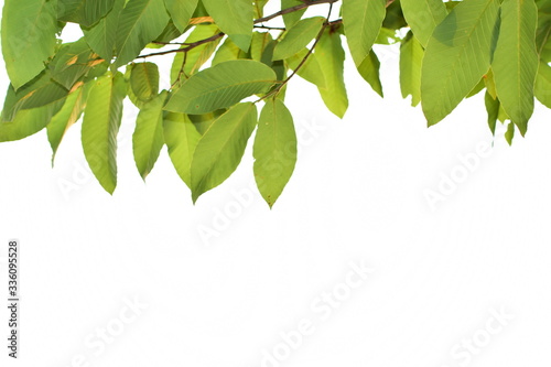 green leaves on natural white background with copy space for your text. Concept for the natural leaf background. 