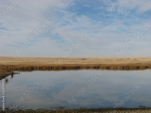 reeds in the water