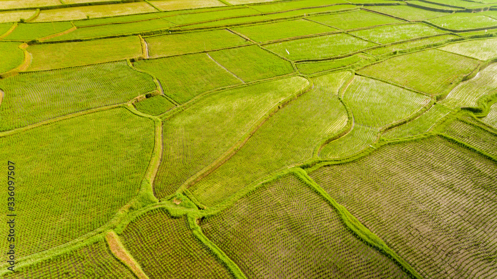 Terrace rice fields. Bali Indonesia. Aerial view. Terrace rice fields. Bali Indonesia. Aerial view.