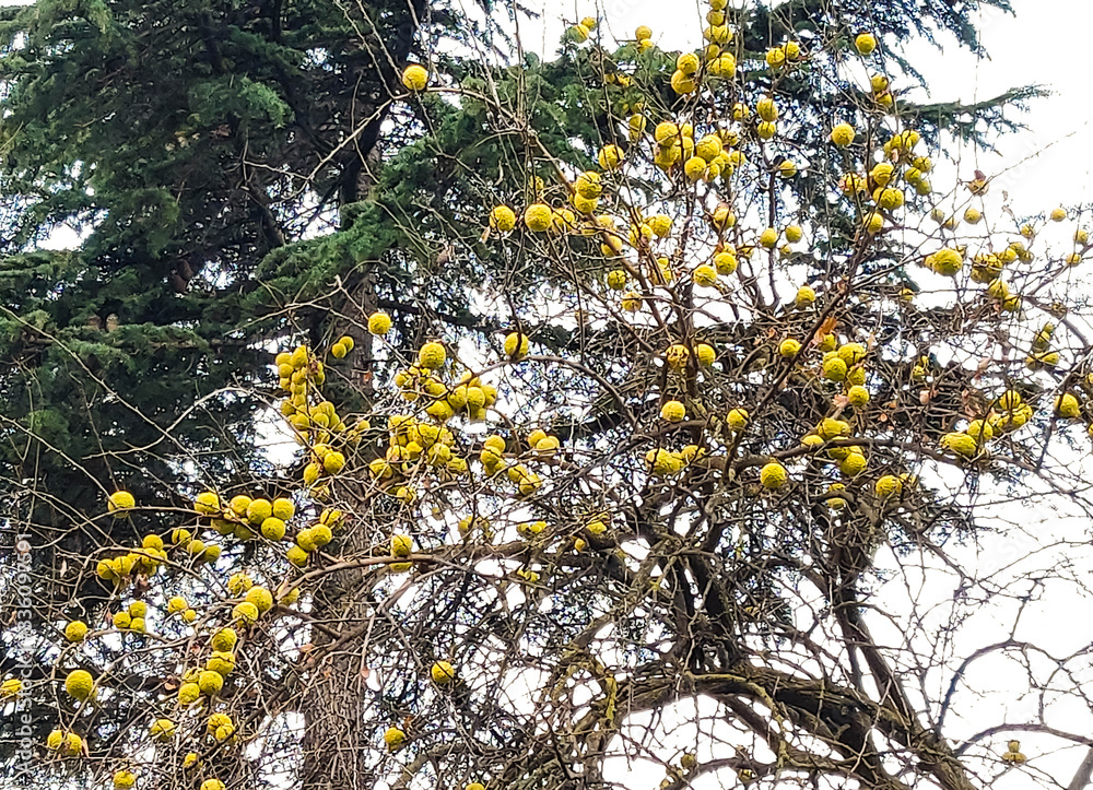 yellow maklura fruits on a background of green christmas trees yellow maklura fruits on a background of green christmas trees