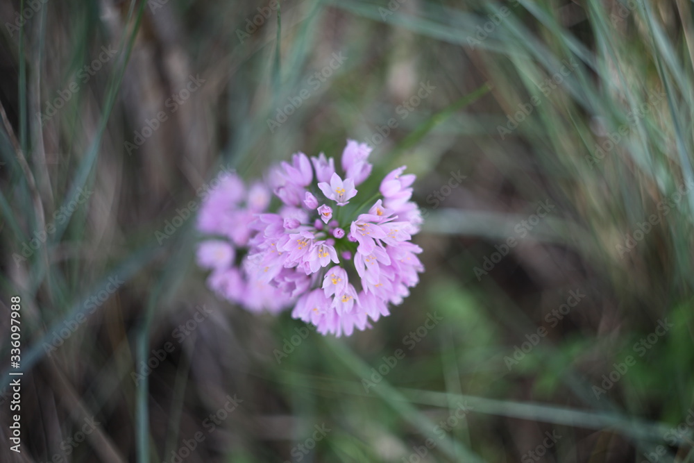 flora y fauna silvestre