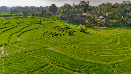 Terrace rice fields. Bali Indonesia. Aerial view.