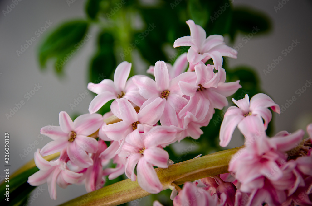 
pink hyacinth in the kitchen