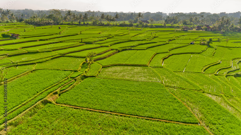 Terrace rice fields. Bali Indonesia. Aerial view.