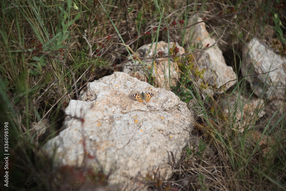 Obraz premium mariposa silvestre