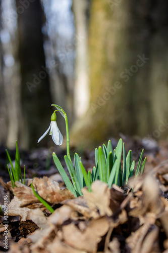 Snowdrops, the first spring wild flowers in the forest. Snowdrops on the background for the test. bouquet of flowers. the first flowers