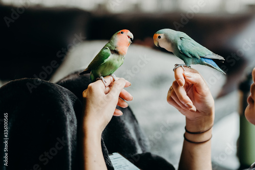 Woman liviing with Lovebird on hand with in livingroom. photo