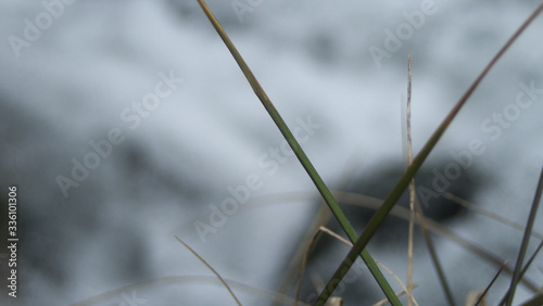 渓流と枯れ草 © hoshi