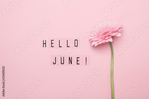 Hello June text and pink gerbera flower on pink background. Hello June concept