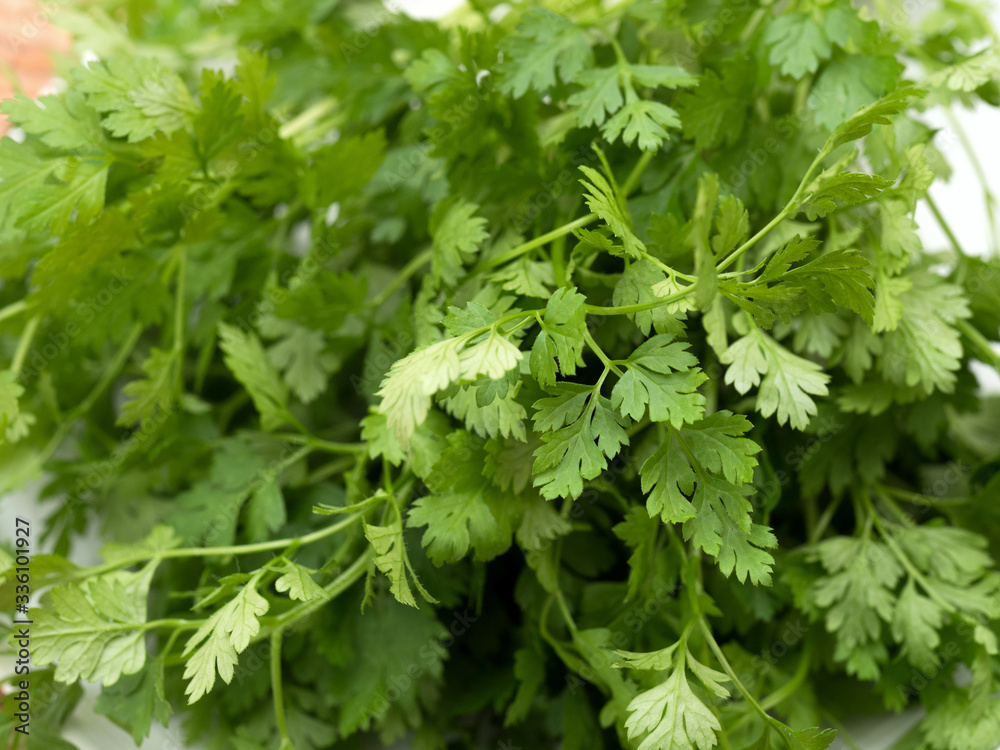 Fototapeta premium ハーブ チャービル 