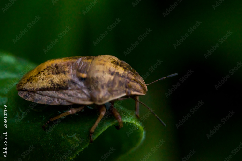 Close-up insect on a green plant. Bright green leaf. Spring landscape. Macro texture of a plant. Macro texture of an insect. Bug. Grasshopper. Macro photo. Close-up insect on a green plant. Bright green leaf. Spring landscape. Macro texture of a plant. Macro texture of an insect. Bug. Grasshopper. Macro photo.