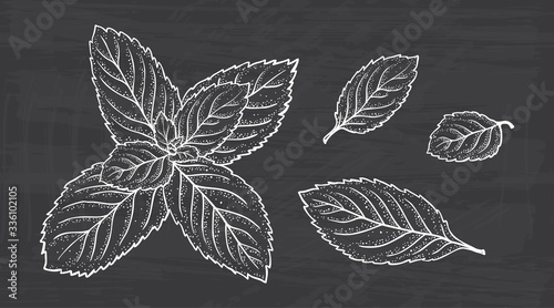 Mint Leaf Vector Set. Hand Drawn Fresh Peppermint leaves. Medicinal plants or Spicy Herbs Dot work illustration
