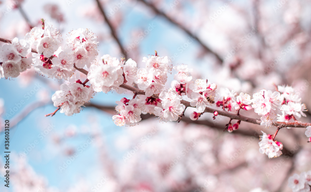 Apricot Bloom. Spring Flowers Blossom Apricot Bloom. Spring Flowers Blossom