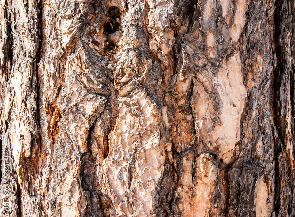 embossed tree bark background texture
embossed tree bark background texture