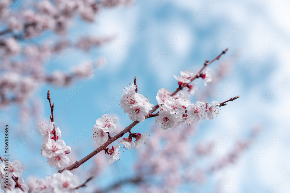 Apricot Bloom. Spring Flowers Blossom Apricot Bloom. Spring Flowers Blossom