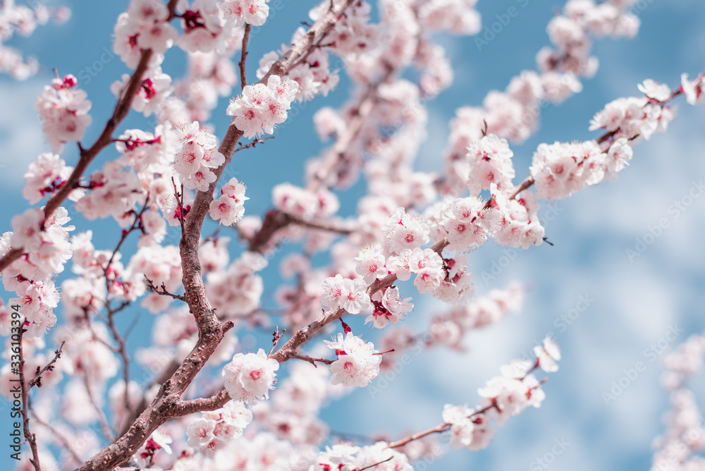 Apricot Bloom. Spring Flowers Blossom Apricot Bloom. Spring Flowers Blossom