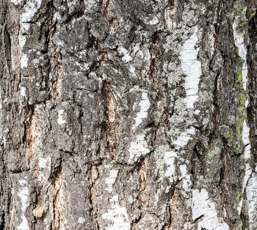 
embossed tree bark background texture