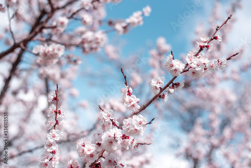Fototapeta Naklejka Na Ścianę i Meble -  Apricot Bloom. Spring Flowers Blossom
