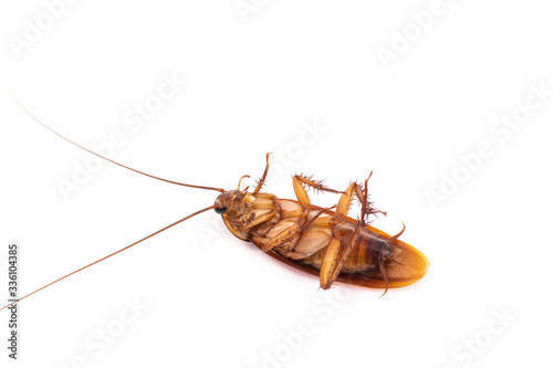 Cockroach isolated on white background © littlestocker
