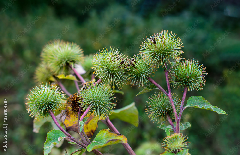 Blütenknospen und Fruchtstände der Filzklette