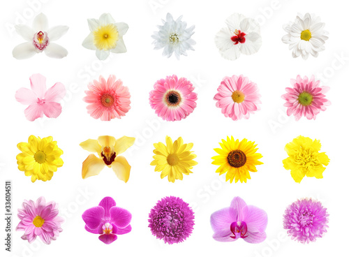 Fototapeta Naklejka Na Ścianę i Meble -  Set of different beautiful flowers on white background