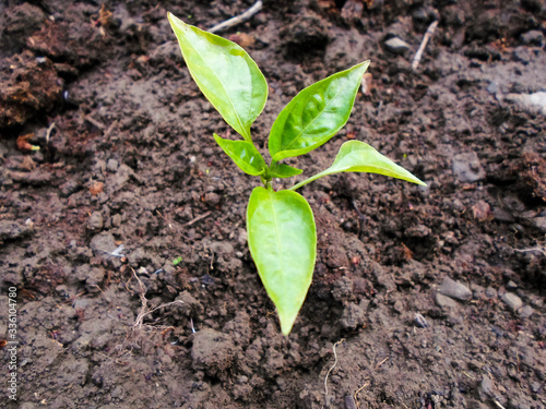 Seedlings green sprout of pepper grows in the soil in spring. The concept of growth of nature, business growth, World Environment Day.