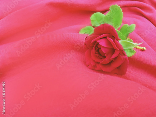 pink rose on a silk background