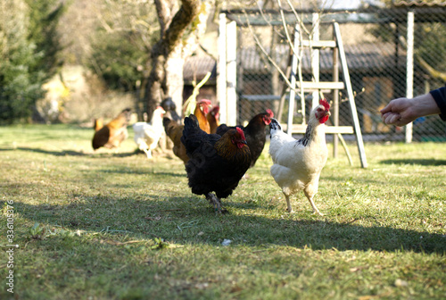 running chickens on the grass and feeding hand