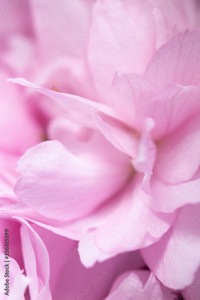 Close Up of Fresh Cherry Blossom Flowers in Bloom For Background Close Up of Fresh Cherry Blossom Flowers in Bloom For Background