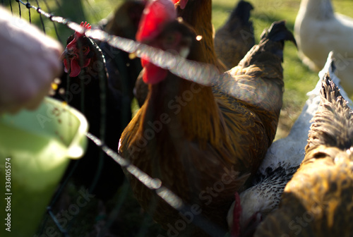 Chickens behind a fence while feeding
