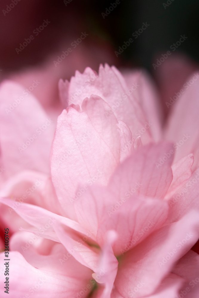Close Up of Fresh Cherry Blossom Flowers in Bloom For Background
