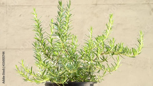 Rosemary plant