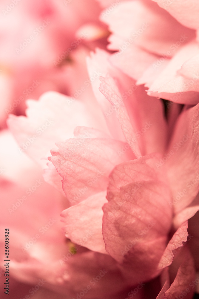 Close Up of Fresh Cherry Blossom Flowers in Bloom For Background
