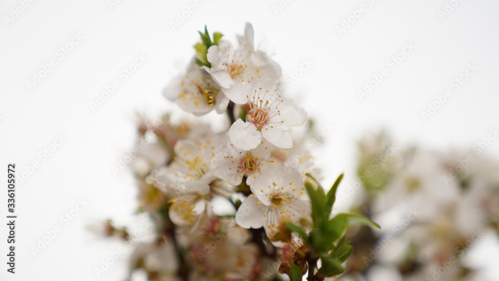 White flowers on branch in white background. Close up shot. Spring icon White flowers on branch in white background. Close up shot. Spring icon