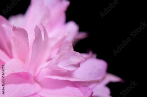 Close Up of Fresh Cherry Blossom Flowers in Bloom For Background © squeebcreative
